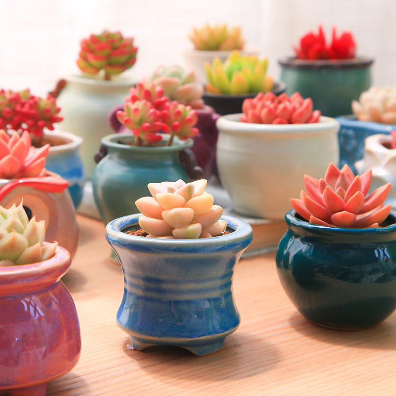 多肉植物花盆套装组合盆栽绿植花卉室内多肉开学小盆栽包邮幼儿园,淘宝优惠券,粉丝福利购,淘宝优惠卷