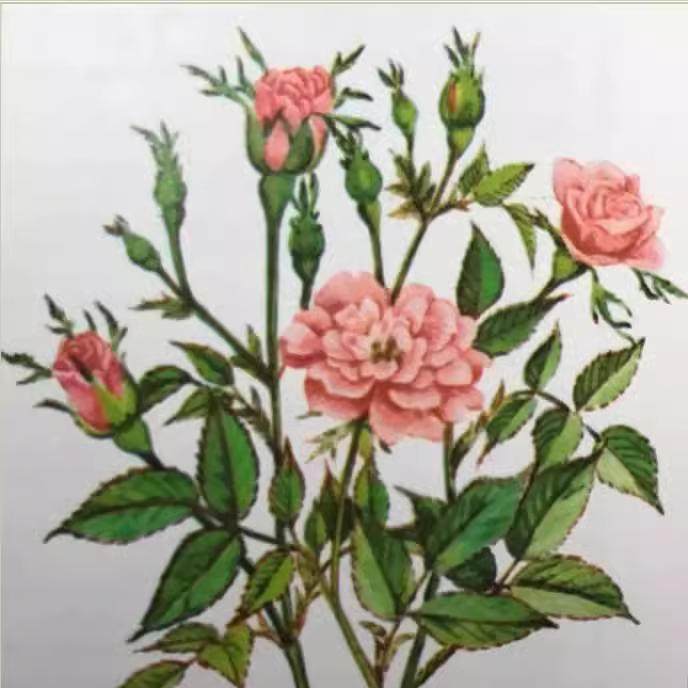 中国古老月季 月月粉 粉红半藤本香花香水月季 多季开花 适应性强,淘宝优惠券,粉丝福利购,淘宝优惠卷