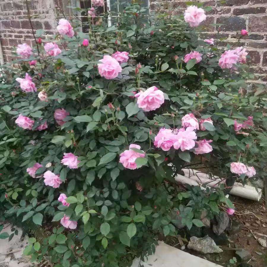 中国古老月季 月月粉 粉红半藤本香花香水月季 多季开花 适应性强,淘宝优惠券,粉丝福利购,淘宝优惠卷