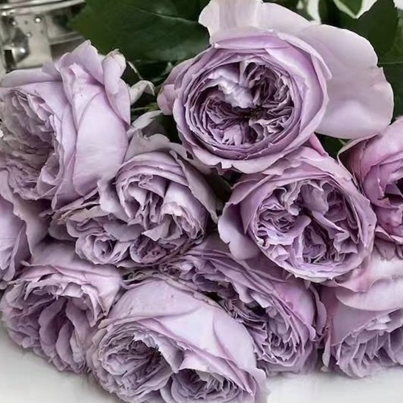 重启/帕里蒂尔日本紫色月季玫瑰花苗浓香切花-图3