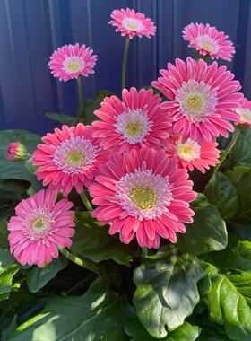 家里有小院空地 阳台空花盆 可以种非洲菊花 开花漂亮