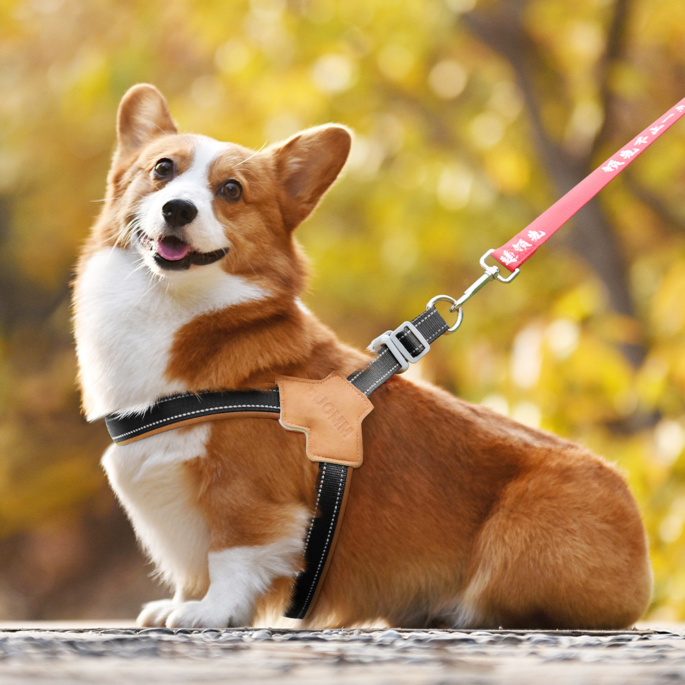 狗狗牵引绳中大型犬边牧柯基牵狗绳胸背带遛狗牵狗绳狗链子夏天用 - 图2
