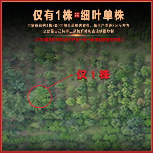 【2026细叶单株】困鹿山800年玉兰花香冰岛甜细叶单株古树头春茶 - 图0