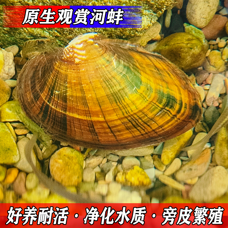 鱼缸工具净小水河蚌淡水冷水鳑鲏鱼繁殖专用活体宠物观赏贝壳类-图1