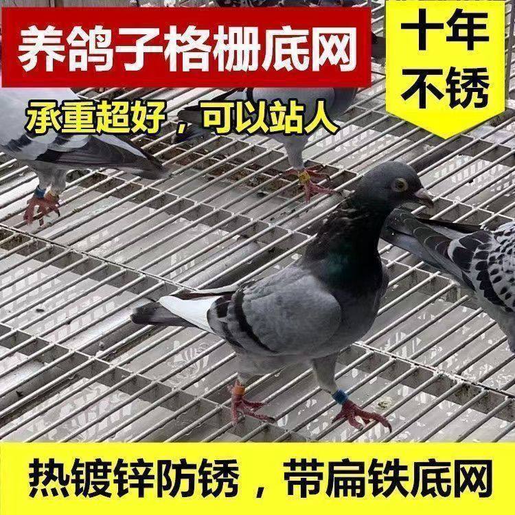 加厚鸽舍地网养殖专用漏粪网抗腐蚀镀锌网鸽子笼地网耐用承重网,淘宝优惠券,粉丝福利购,淘宝优惠卷