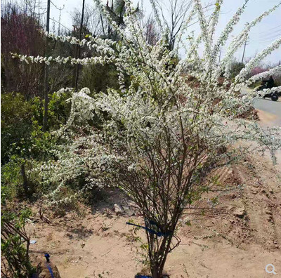 雪柳树苗喷雪花苗盆栽花卉绿植珍珠梅绣线菊大苗雪柳叶鲜枝条庭院-图2