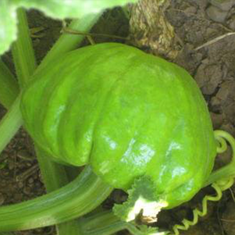 新鲜蔬菜南瓜 云南土特产 农家自种南瓜姜柄瓜面瓜小南瓜野菜 - 图3