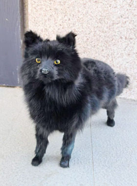 仿真狐狸家居装饰摆件野生展览