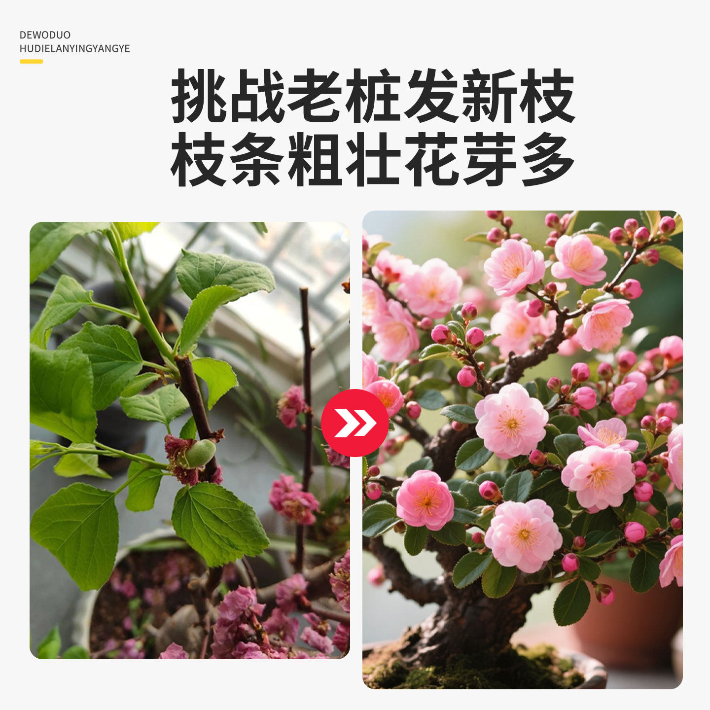 德沃多梅花树专用营养液盆栽腊梅肥料阳台庭院老桩促开花有机肥料,淘宝优惠券,粉丝福利购,淘宝优惠卷