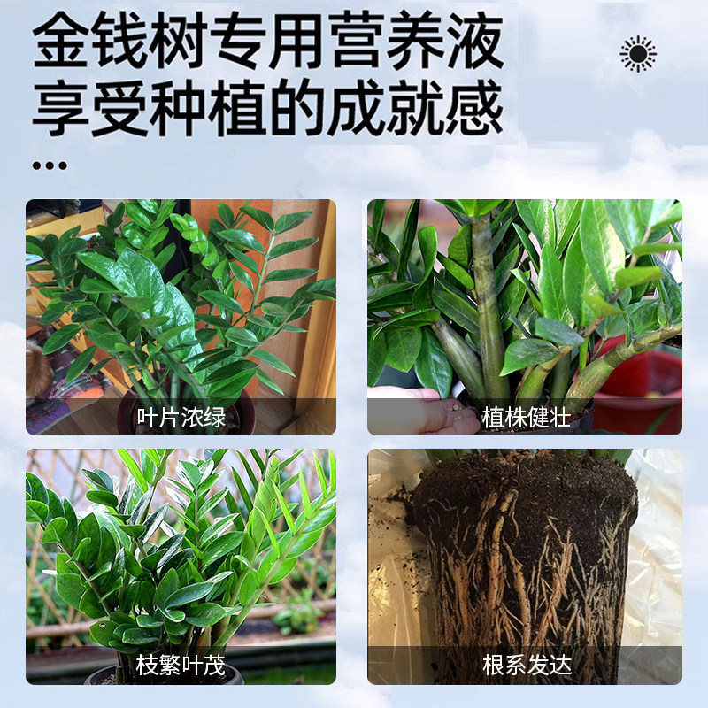 金钱树营养液肥料专用肥黄叶烂根室内盆栽植物通用发财树叶面花肥,淘宝优惠券,粉丝福利购,淘宝优惠卷