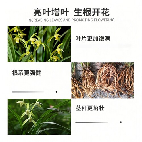 兰花专用肥兰灵王营养液兰科肥料君子兰墨兰蝴蝶兰魔肥开花多箭素 - 图1