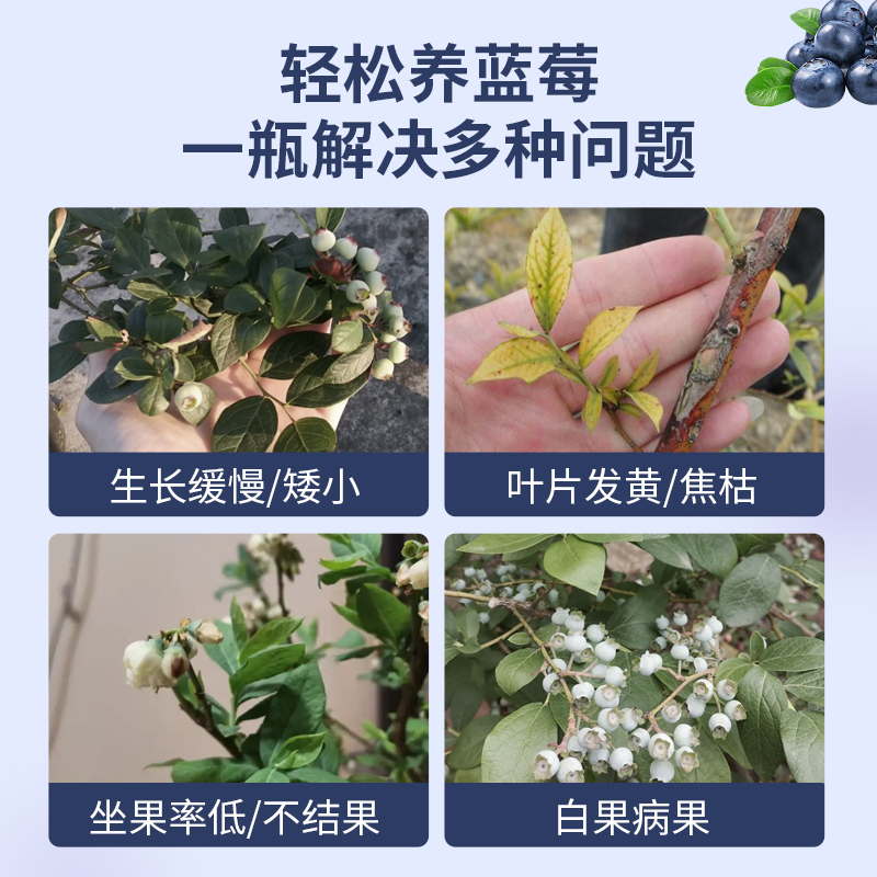 蓝莓专用肥缓释肥蓝莓树果苗盆栽颗粒肥料酸性改善黄叶掉叶促生长 - 图0