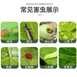 Avi Hochloro Pentist Flower Plant