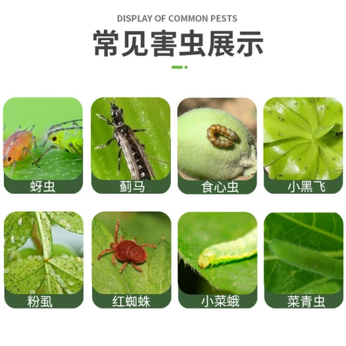 Avi Hochloro Pentist Flower Plant