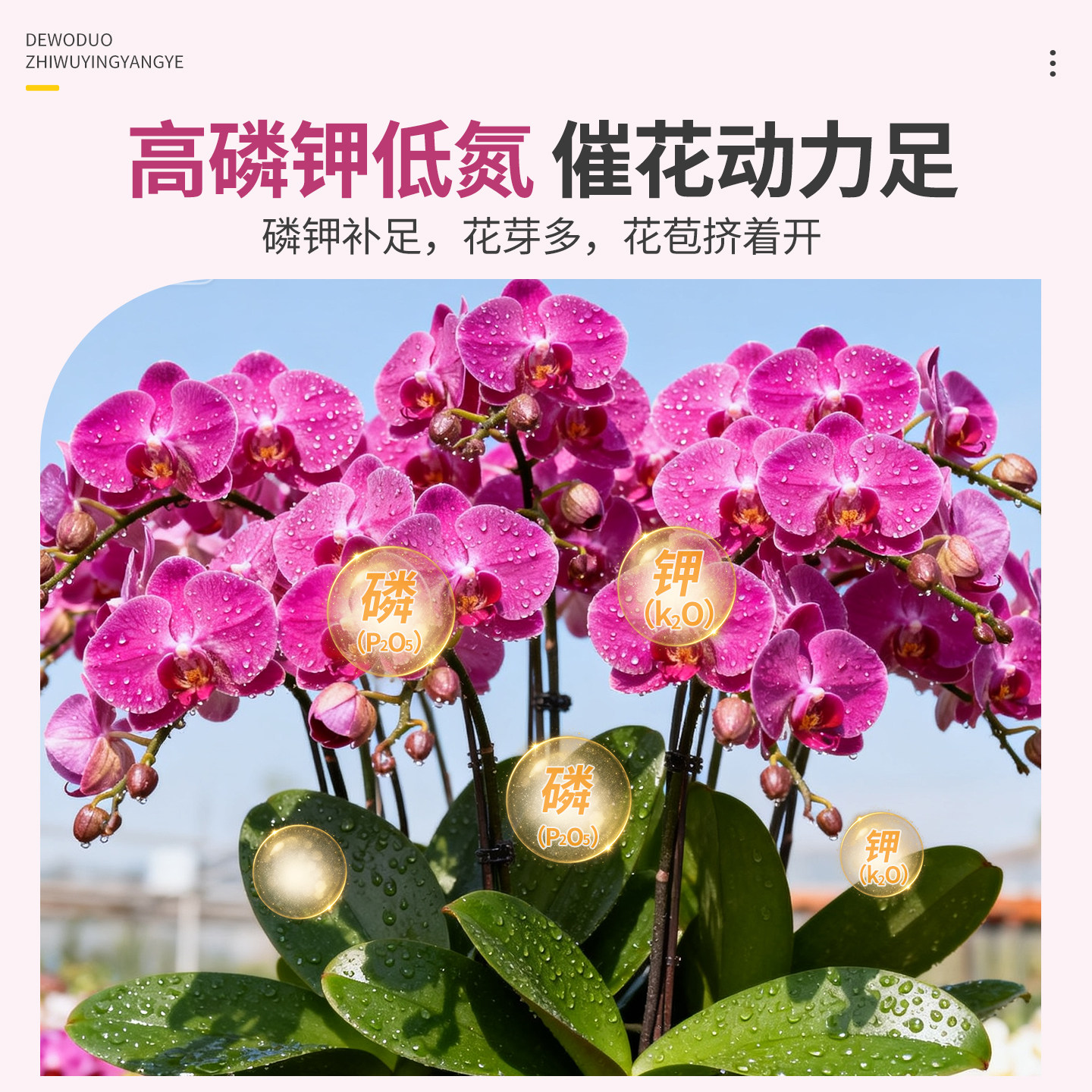 蝴蝶兰营养液抽箭肥料促进开花促兰花有机液体肥营养肥君子兰腰肥,淘宝优惠券,粉丝福利购,淘宝优惠卷