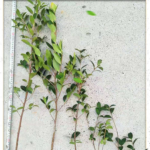 油茶树苗批发湘林210油茶树苗嫁接高产油茶苗南方种植油茶籽树苗 - 图2