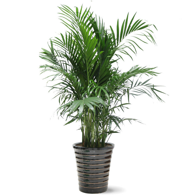 家里植物耐寒大型绿植客厅室内花卉盆栽袖珍椰子富贵竹净化空气,淘宝优惠券,粉丝福利购,淘宝优惠卷