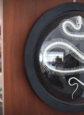 太空舱标本真骨ins创意礼品