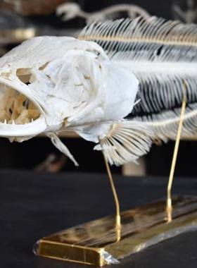 黑鱼骨骼标本 真骨 路亚鱼种 蛇鱼骨骼