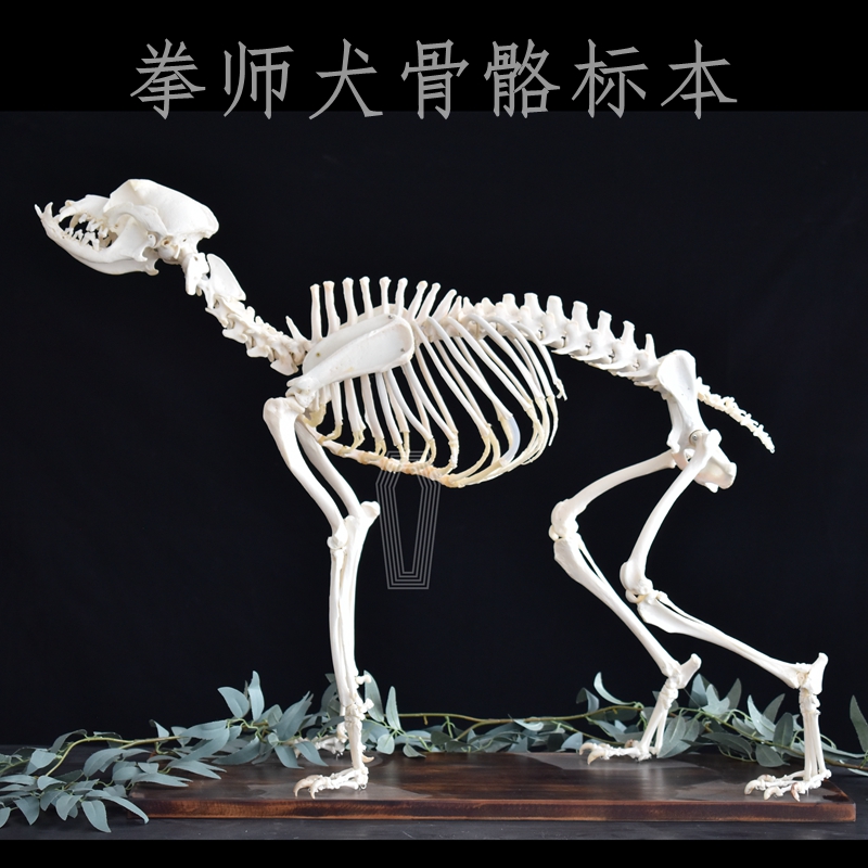 动物骨骼标本 新人首单立减十元 21年7月 淘宝海外 动物骨骼标本 新人首单立减十元 21年7月 淘宝海外