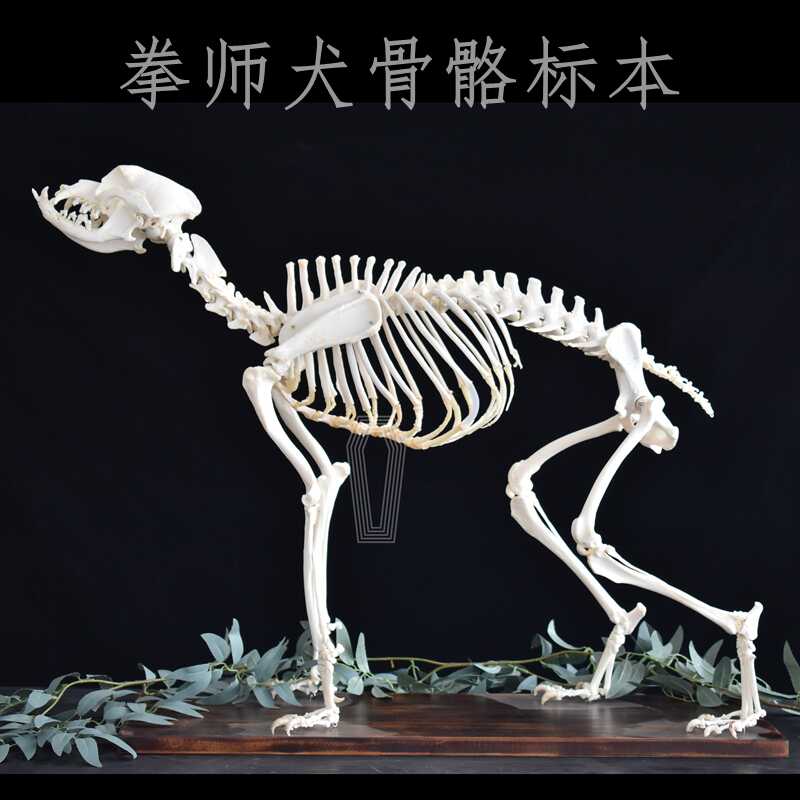 狗骨骼标本 新人首单立减十元 22年8月 淘宝海外