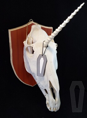 独角兽头骨标本 马头驴头真骨 unicorn