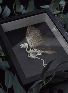 相框摆件挂墙骨骼标本