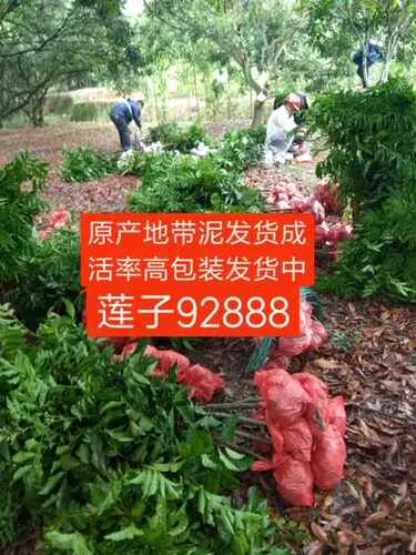 包邮软枝大鸡心黄皮果苗、冰糖纯甜黄皮苗、郁南无核黄皮嫁接果苗 - 图1