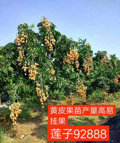 包邮软枝大鸡心黄皮果苗、冰糖纯甜黄皮苗、郁南无核黄皮嫁接果苗 - 图3