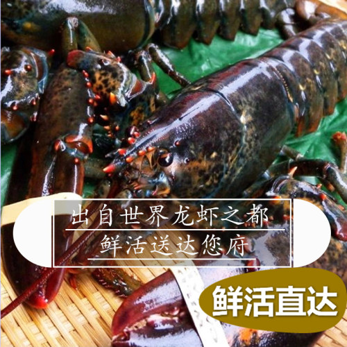 成都店同城闪送 鲜活波龙虾1只/份约0.9-1斤可选 波士顿龙虾包活 - 图1