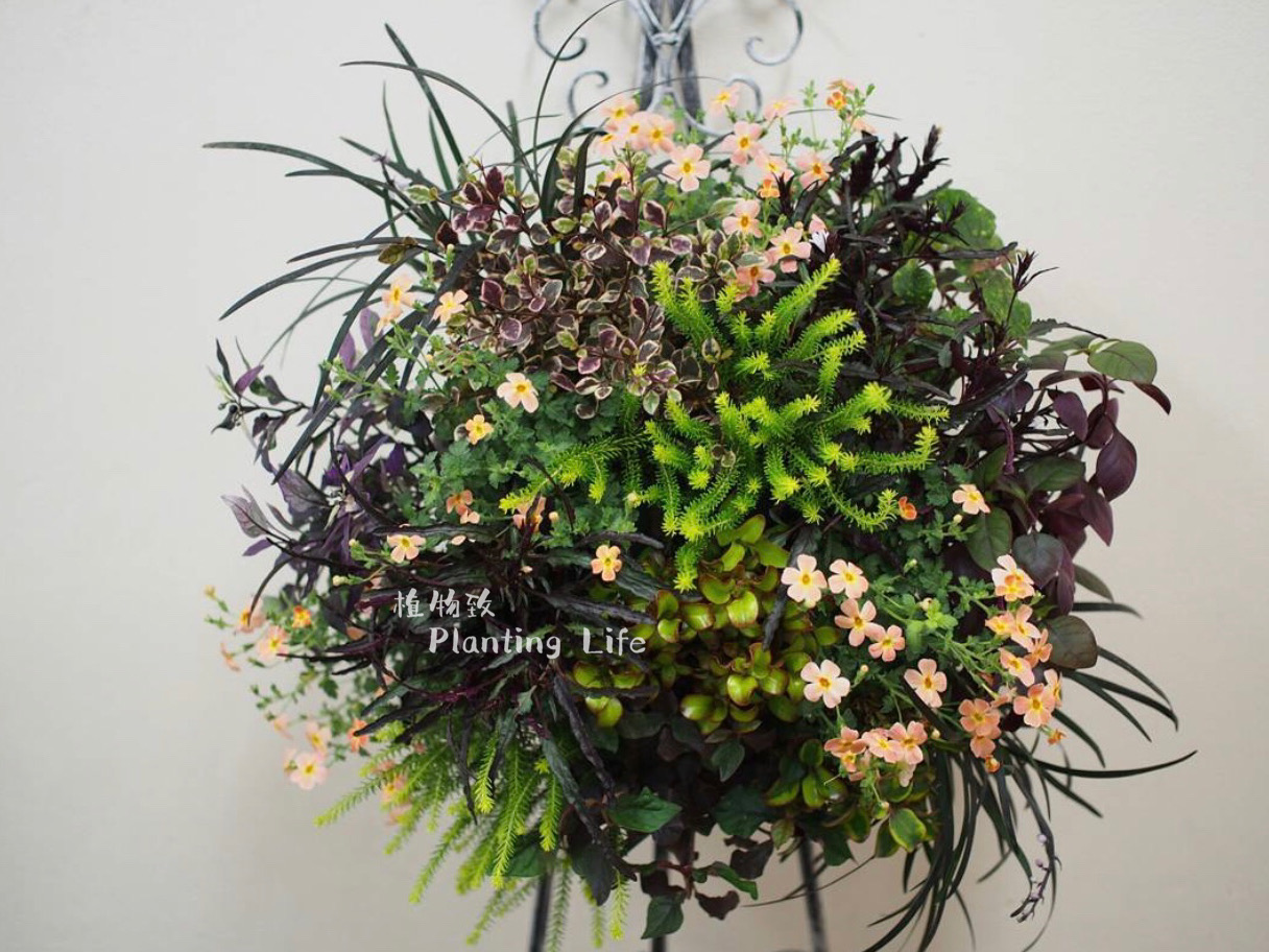 【植物致】新西兰茜草Coprosma彩叶植物冬季耐寒花园明星寄植素材-图0