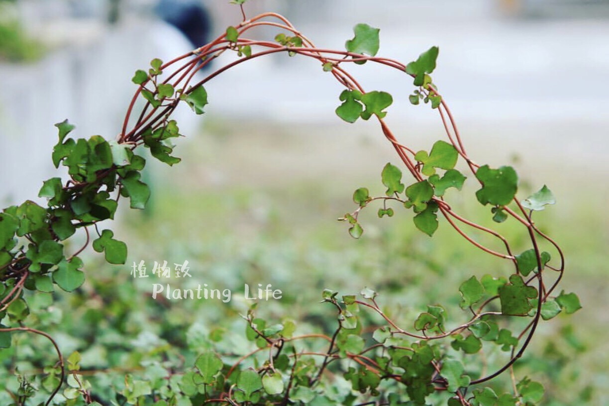 【植物致】ワイヤースペード 日本千叶兰 ‘黑桃️’  寄植素材 - 图0