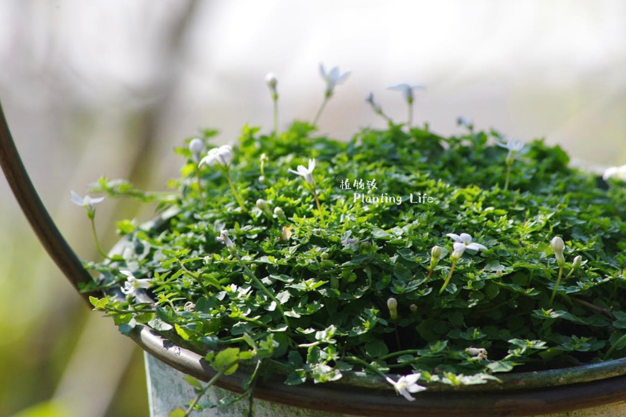 【植物致】新西兰半边莲’蓝星‘Blue star creeper 地被开花素材 - 图0