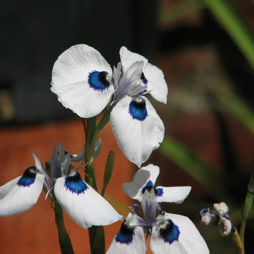 【植物致】孔雀肖鸢尾 Moraea aristata 稀有球根盆栽苗现货 - 图3