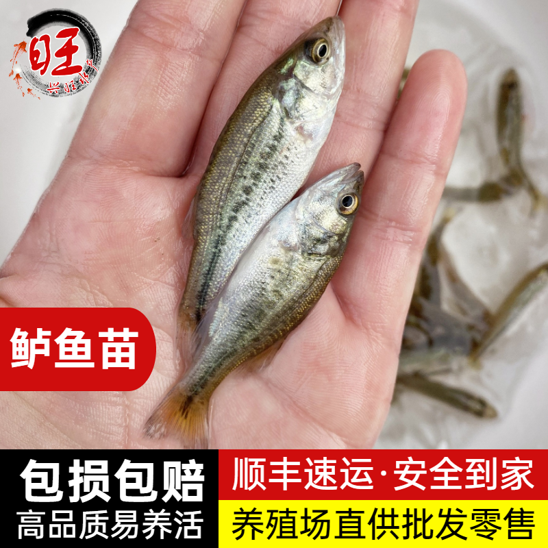 鲈鱼苗加州鲈鱼大口黑鲈优鲈一号大嘴鲈活体路亚养殖食用淡水鱼苗 - 图1