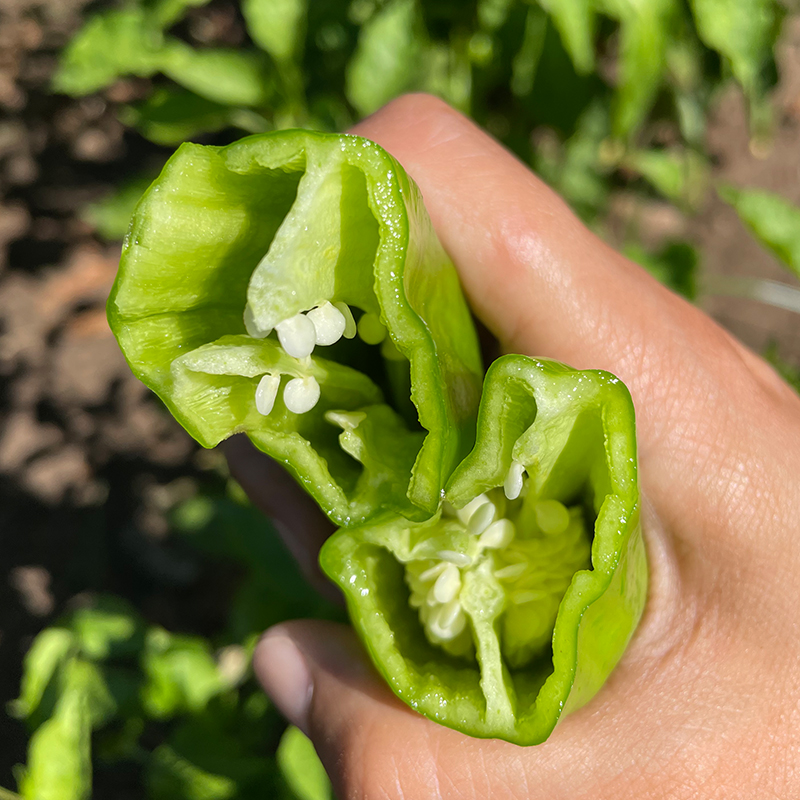 密农人家 新鲜尖椒 农家辣椒 微辣鲜香时令蔬菜 虎皮尖椒 300g - 图0