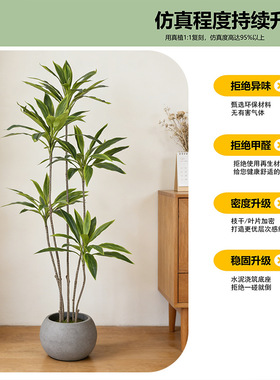 轻奢七彩朱蕉真绿植铁树盆栽室内家居装饰摆件软装造景假植物