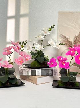 10花蝴蝶兰盆栽黑碟盆套装家居软装花艺摆件真盆景感逼真