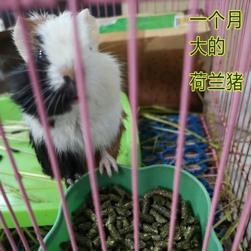 混合草颗粒营养兔粮适合幼成年兔子龙猫羊驼食草类动物草饲料五斤 - 图3