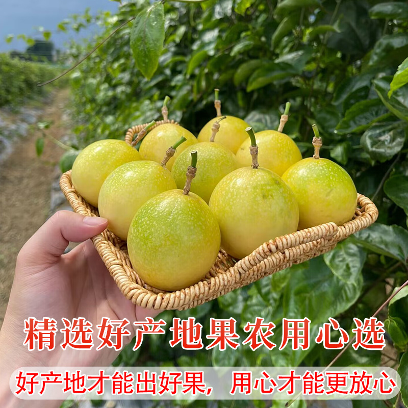 广西钦蜜9号黄金百香果10新鲜水果当季整箱百香果包邮大果原浆5斤 - 图3