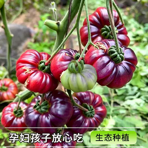 山东寿光紫罗兰番茄特色紫元帅西红柿现摘新鲜大番茄沙瓤口感顺丰 图片 3