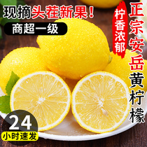 Sichuan Angyue Yellow Lemon 9 Catty Fresh Fruit Milk Tea Shop Special Leather Slim Grade Non Perfume Lemon no 10 seeds