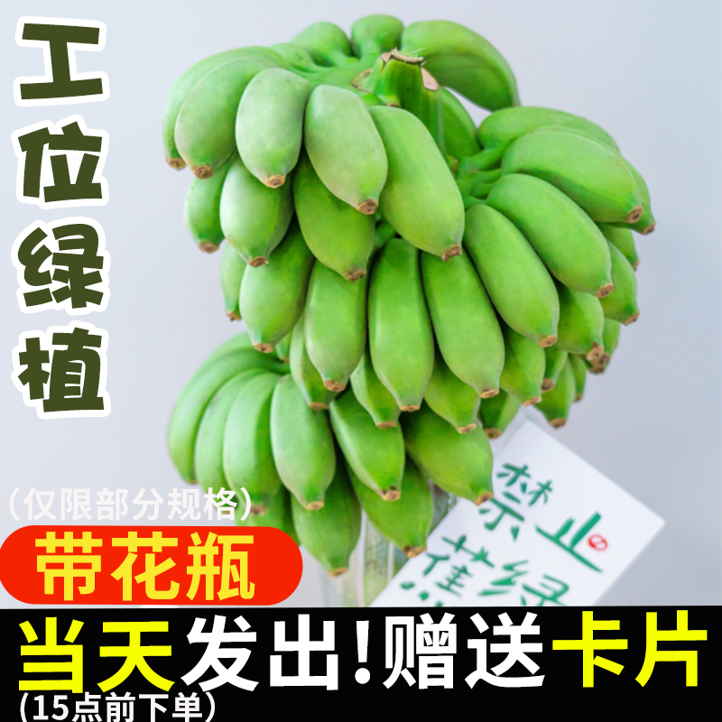 整串禁止蕉绿水培香蕉拒绝焦虑办公室芭蕉桌面静止焦绿小米蕉 - 图3