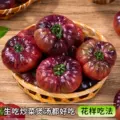 山东寿光紫罗兰番茄特色紫元帅西红柿现摘新鲜大番茄沙瓤口感顺丰 图片 5