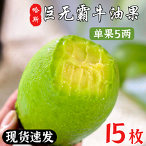 Bull Oil Fruit Flagship Store Level Fresh Fruit Avocado Yunnan Hasus season Big Fruit Big Mac ready-to-eat