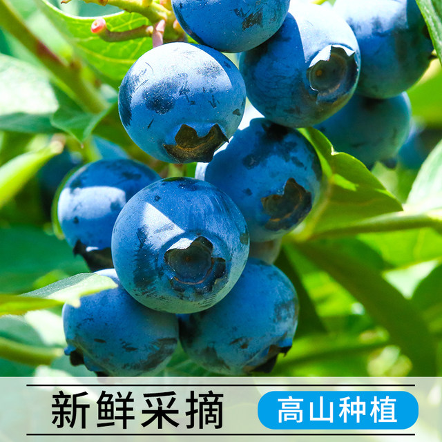 Fresh blueberries