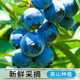 Fresh blueberries