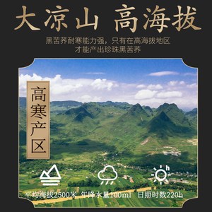 北京同仁堂黑苦荞茶官方旗舰店大凉山大麦茶麦胚芽茶浓香型苦芥茶