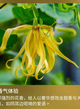 【阿里健康直营】依兰花香精油