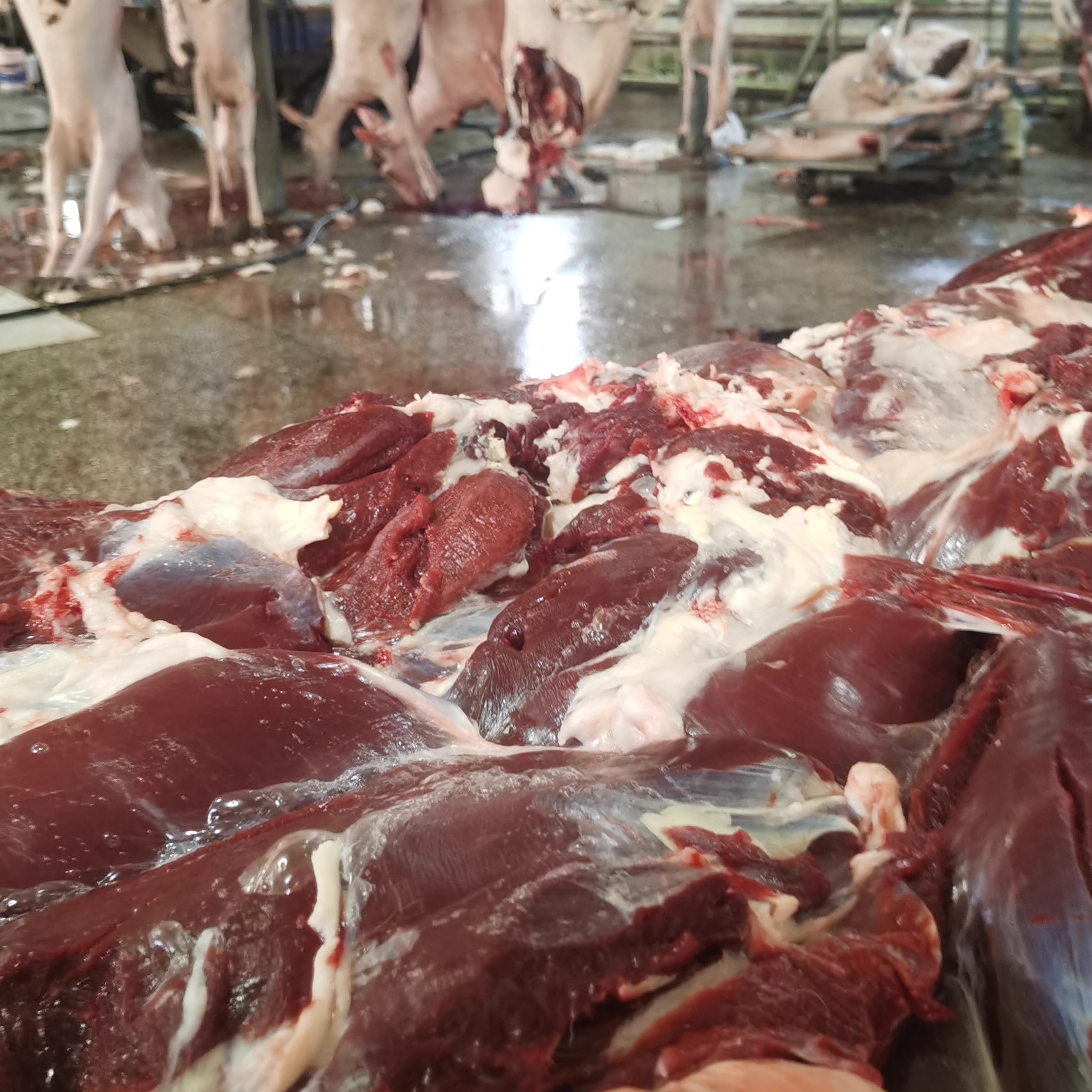 新鲜鹿肉少油5斤顺丰包邮吉林梅花鹿腿肉冷冻生鲜鹿肉送礼-图1